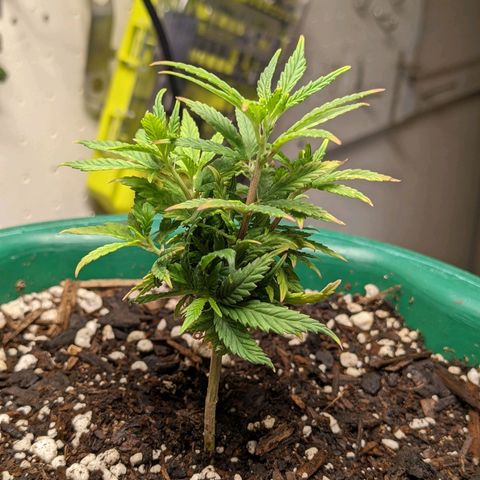 Rozwell growlog timeline photo