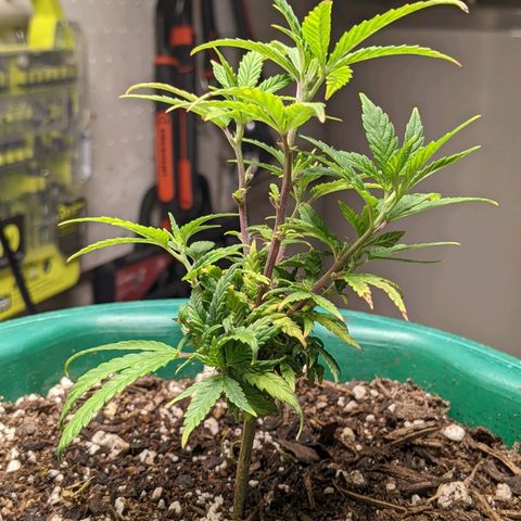 Rozwell growlog photo: Big girl!
