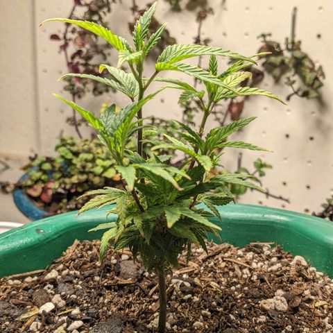 Rozwell growlog photo: Big girl!