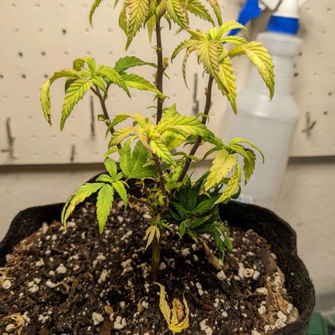 Rozwell growlog photo: Possible nitrogen deficiency. Yellow and droopy. Reintroduce regular veg mix.