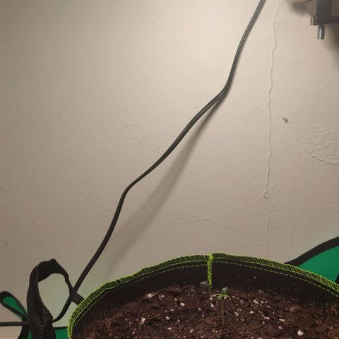 Little Escobar growlog timeline photo