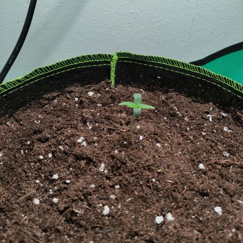 Little Escobar growlog timeline photo