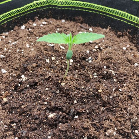 Little Escobar growlog timeline photo