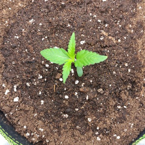 Little Escobar growlog timeline photo