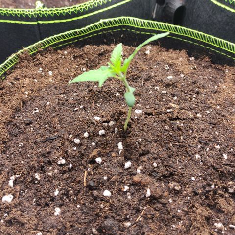 Little Escobar growlog photo: Noch mehr gesparglt, tiefer eingepflanzt. wächst schief