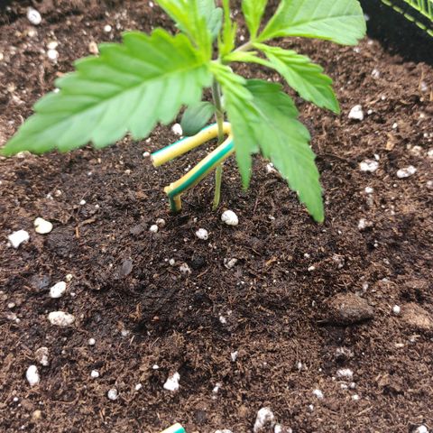 Little Escobar growlog photo: Gestützt 
