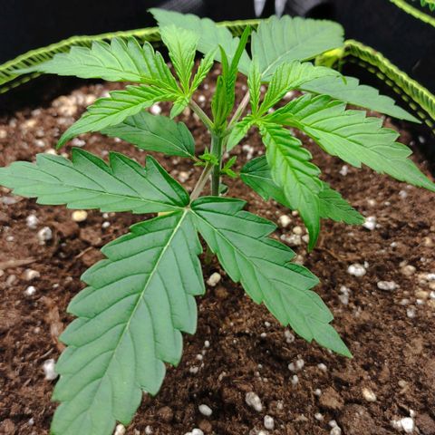 Little Escobar growlog timeline photo