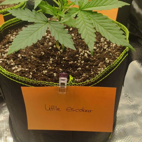 Little Escobar growlog timeline photo