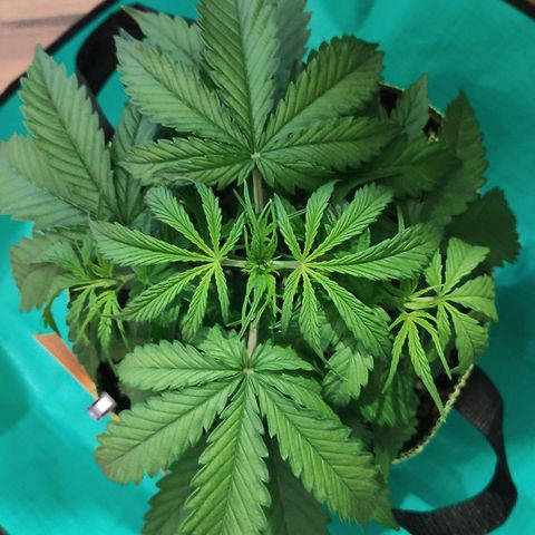 Little Escobar growlog timeline photo