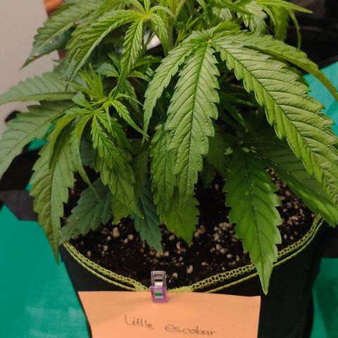 Little Escobar growlog timeline photo