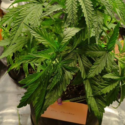 Little Escobar growlog timeline photo