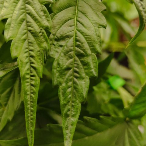 Little Escobar growlog timeline photo