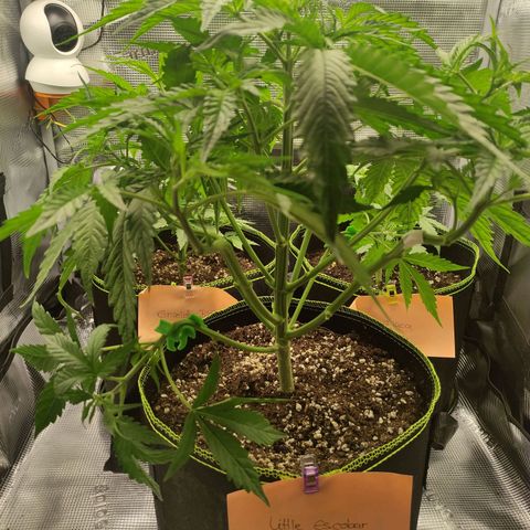Little Escobar growlog timeline photo