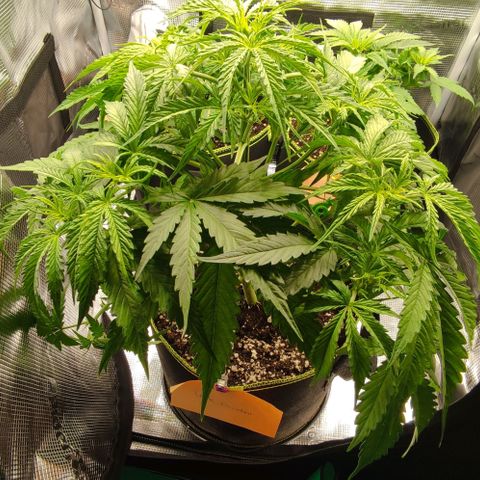 Little Escobar growlog timeline photo