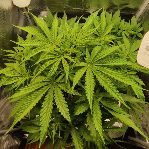 Little Escobar growlog timeline photo