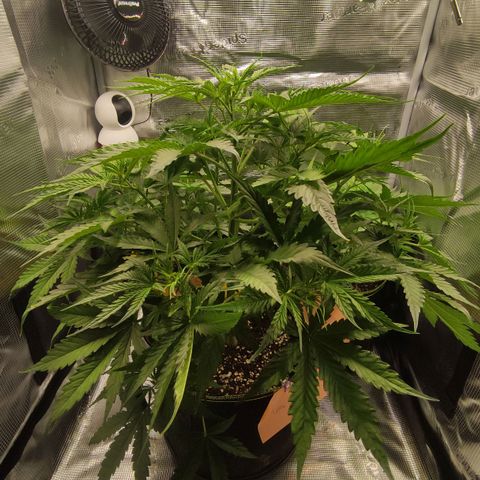 Little Escobar growlog timeline photo