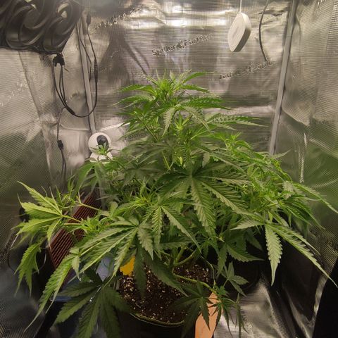 Little Escobar growlog timeline photo