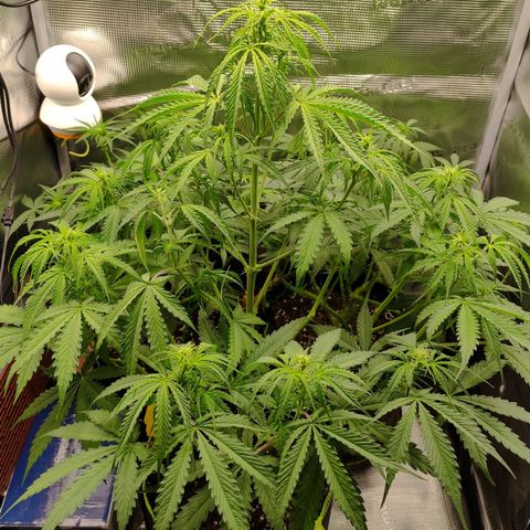 Little Escobar growlog timeline photo