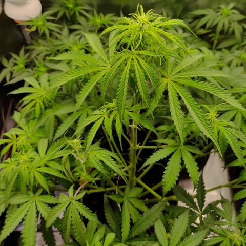 Little Escobar growlog timeline photo