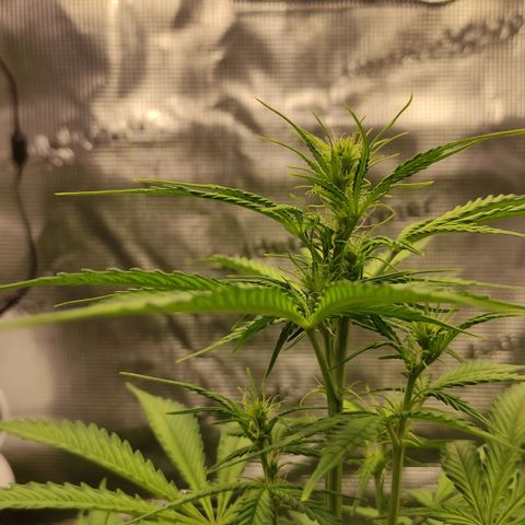 Little Escobar growlog timeline photo