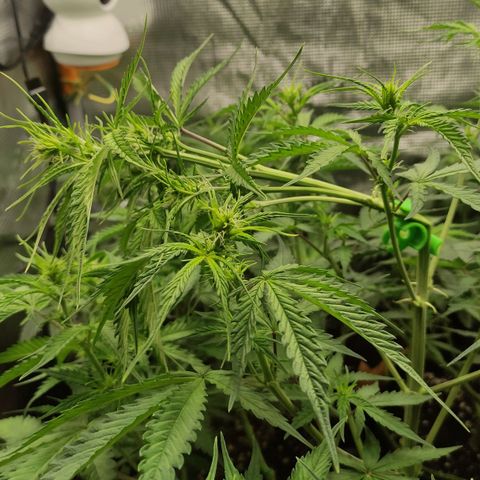 Little Escobar growlog photo: Supercroop Versuch 