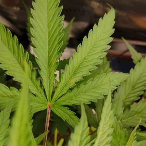 Little Escobar growlog photo: Calcium deficiency?