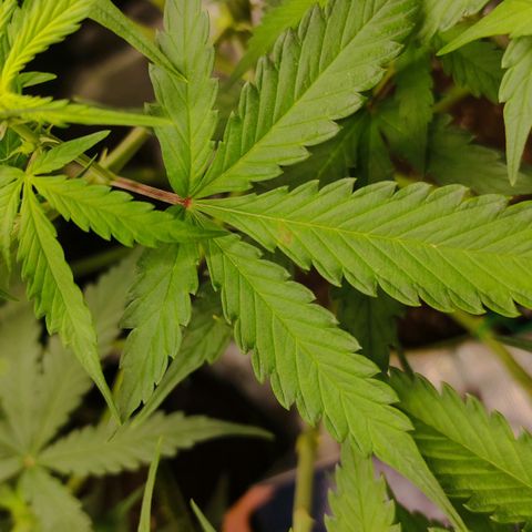 Little Escobar growlog photo: Calcium deficiency?