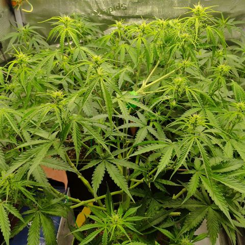 Little Escobar growlog photo: Calcium deficiency?