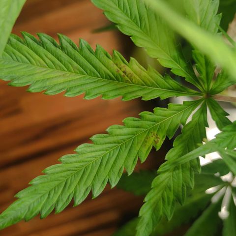 Little Escobar growlog photo: Getting worse