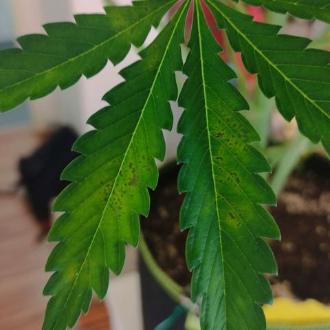 Little Escobar growlog photo: Getting worse