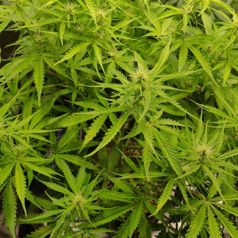 Little Escobar growlog photo: Getting worse