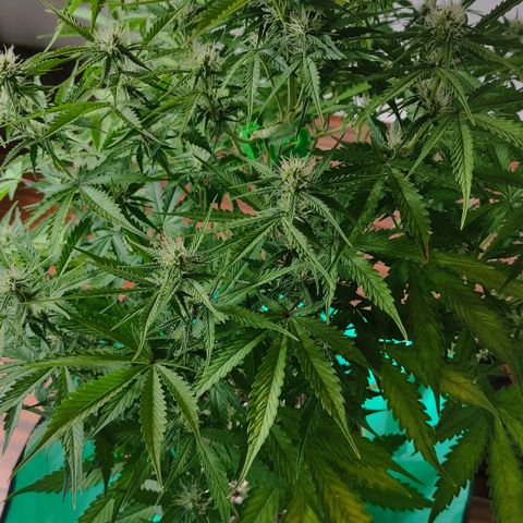Little Escobar growlog timeline photo