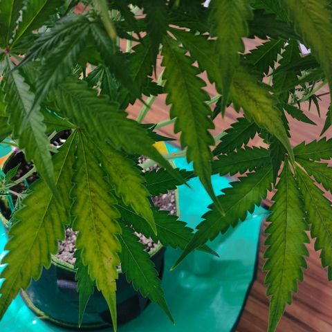 Little Escobar growlog timeline photo