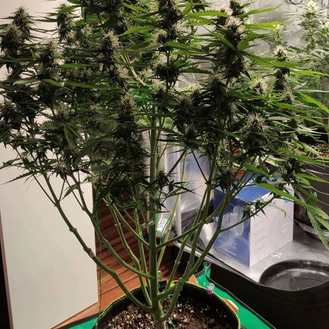 Little Escobar growlog timeline photo
