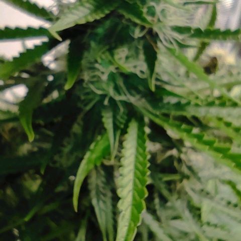 Little Escobar growlog timeline photo
