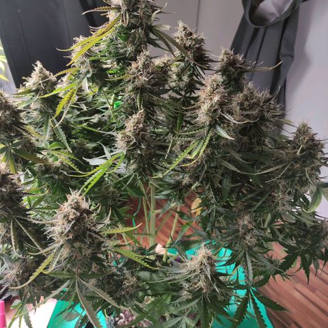 Little Escobar growlog timeline photo