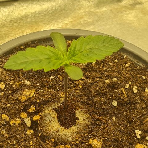 Gelato growlog timeline photo
