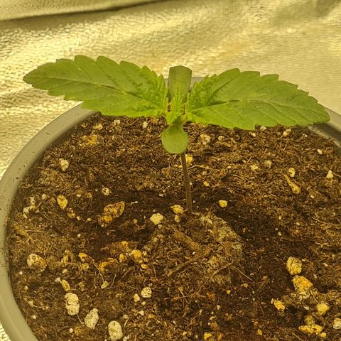 Gelato growlog timeline photo