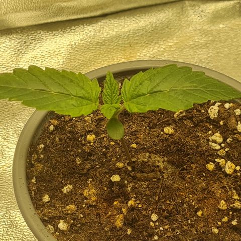 Gelato growlog timeline photo