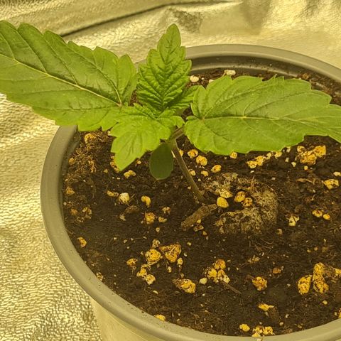 Gelato growlog timeline photo