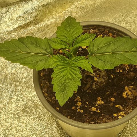 Gelato growlog timeline photo