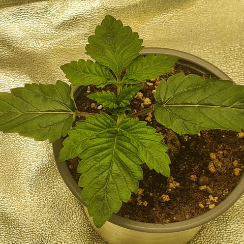 Gelato growlog timeline photo