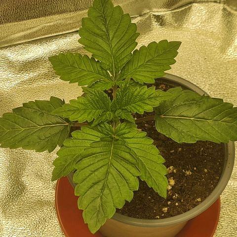 Gelato growlog timeline photo