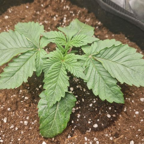 Gelato growlog timeline photo
