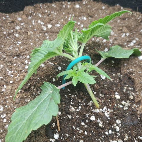 Gelato growlog photo: Training