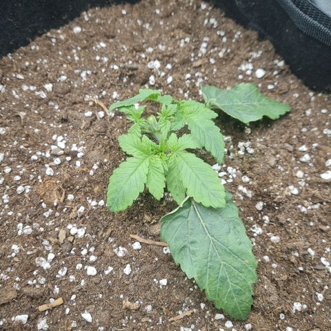 Gelato growlog timeline photo