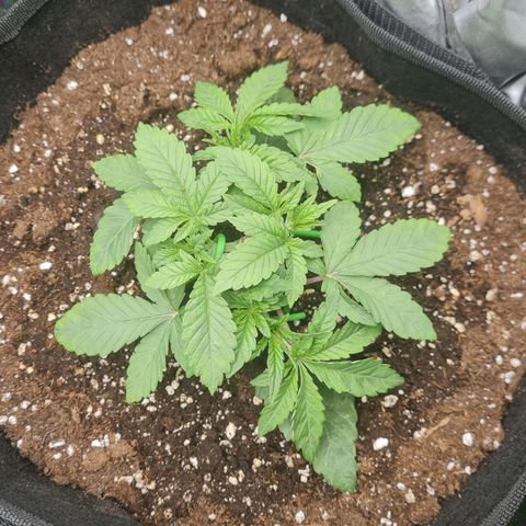 Gelato growlog timeline photo