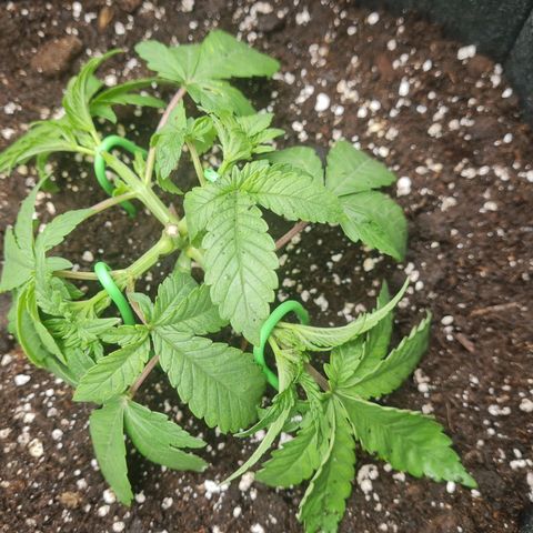 Gelato growlog timeline photo