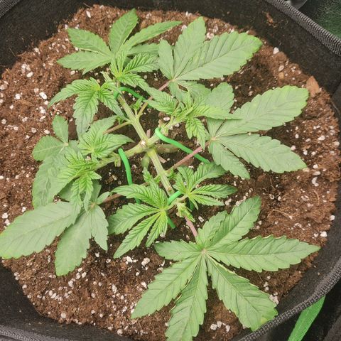 Gelato growlog timeline photo