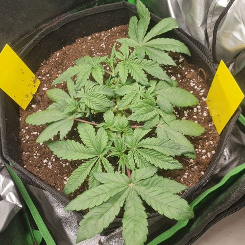 Gelato growlog timeline photo